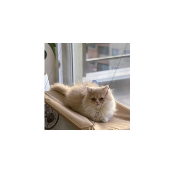 CAMA HAMACA PARA GATOS - VENTANA - Imagen 2